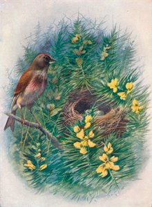Linotte - Linota cannabina, 1910 - George James Rankin