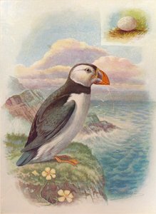 Macareux moine - Fratercula arctica, vers 1910