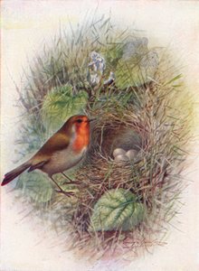 Rouge-gorge ou Rouge-gorge familier - Erithacus rubecula, vers 1910, 1910 - George James Rankin