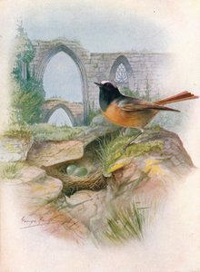 Rougequeue à front blanc - Ruticilla phoenicurus, vers 1910 - George James Rankin