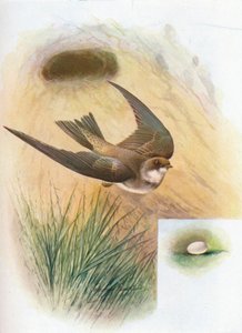 Hirondelle de rivage - Cotile riparia