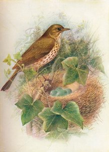 Grive musicienne ou Mavis - Turdus musicus, vers 1910 - George James Rankin