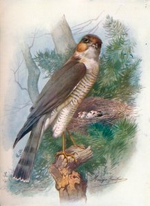 Épervier - Accipiter nisus, vers 1910, 1910 - George James Rankin