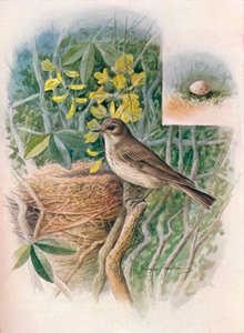 Gobemouche gris - Muscicapa grisola, vers 1910