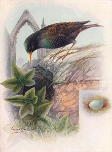 Étourneau - Sturnus vulgaris