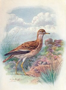 Œdicnème criard, Pluvier de Norfolk, ou Œdicnème - OEdicnemus scolopax, vers 1910, 1910