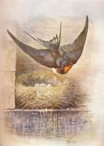 Hirondelle - Hirundo rustica, vers 1910