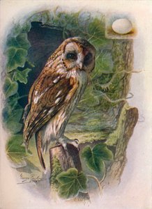 Chouette hulotte - Syrnium aluco, vers 1910