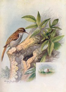 Grimpereau des jardins - Certhia familiaris - George James Rankin