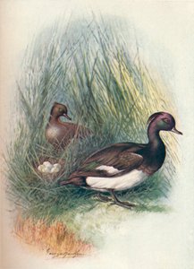 Fuligule morillon - Fuligula cristata, vers 1910 - George James Rankin