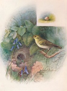 Pouillot siffleur - Phylloscopus sibilatrix, c1910