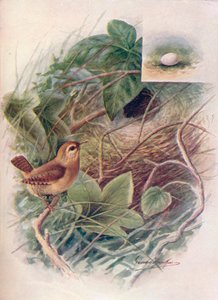 Troglodytes parvulus, vers 1910 - George James Rankin