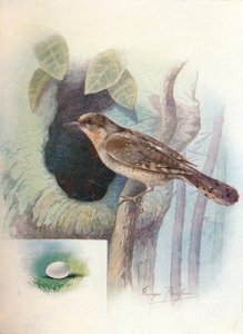 Torcol fourmilier - Iynx torquilla, vers 1910