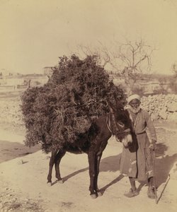 Âne portant une charge de racines et de brindilles pour le combustible, Palestine, vers 1900