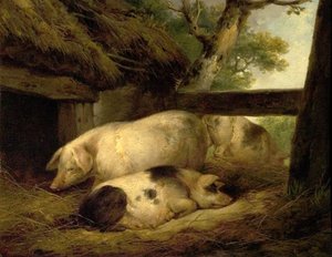 Étude de cochons
