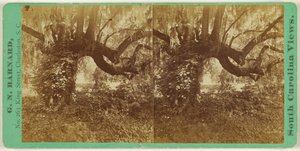 [Chênes vivants, cimetière de Magnolia]