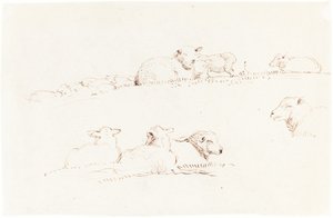 Études de moutons dans un pâturage