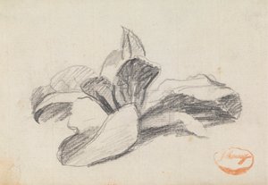 Étude de feuilles 2