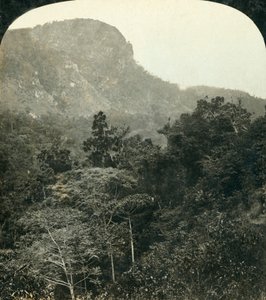 Végétation tropicale dans les gorges de la rivière Barron, Cairns, Queensland, Australie - George Rose
