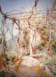 Iris sous la pergola