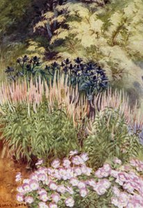 Veronica spicata rosea, avec Eryngiums et Violas - George Soper