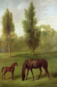 Une jument alezane et son poulain dans un paysage boisé, vers 1761-63 - George Stubbs