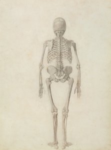 Une exposition anatomique comparative de la structure du corps humain avec celle d