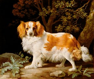 Un épagneul King Charles foie et blanc dans un paysage boisé