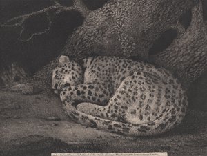 Un léopard endormi, gravé par l