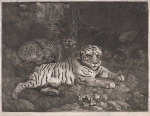 Un tigre et un léopard endormi