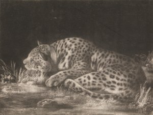 Un tigre (léopard endormi)