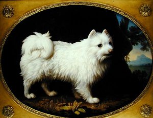 Un Spitz blanc, vers 1770 - George Stubbs