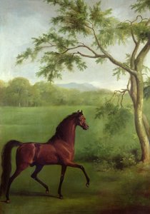 Un étalon arabe sous un arbre - George Stubbs