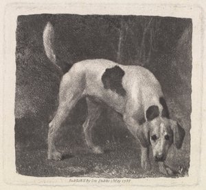 Chien [Un foxhound sur la piste]