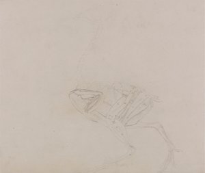 Corps de poule de Dorking, vue latérale