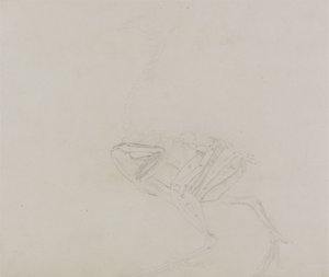 Corps de poule Dorking, vue latérale, de A Comparative Anatomical Exposition of the Structure of the Human Body with that of a Tiger and a Common Fowl - George Stubbs