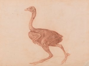 Poule de Dorking, vue latérale - George Stubbs
