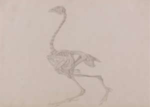 Squelette de poule de Dorking, vue latérale - George Stubbs
