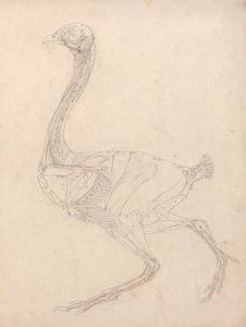 Corps de volaille, vue latérale (étude pour la figure clé du tableau XV) - George Stubbs