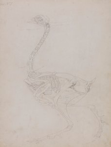 Corps de volaille, vue latérale - George Stubbs