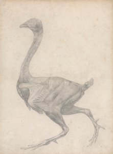 Oiseau, vue latérale, avec peau et couches fasciales sous-jacentes enlevées (étude finie pour la table XV)