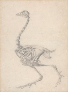 Squelette de Volaille, Vue Latérale - George Stubbs