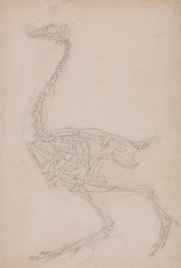 Squelette de Volaille, Vue Latérale - George Stubbs