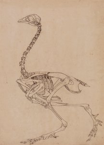 Squelette de volaille, vue latérale (étude pour la figure clé de la table V) - George Stubbs