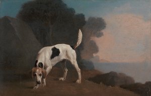 Foxhound, Foxhound sur la piste, vers 1760 - George Stubbs