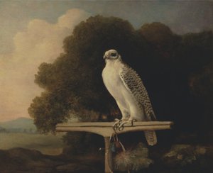 Faucon du Groenland - George Stubbs