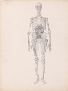 Figure humaine, vue antérieure - George Stubbs