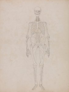 Figure humaine, vue antérieure (figure de contour) - George Stubbs