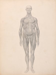Figure humaine, vue antérieure, couches fasciales sous-jacentes enlevées (étude finie pour la table XI) - George Stubbs