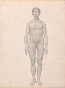 Figure Humaine, Vue Antérieure, Non Disséquée